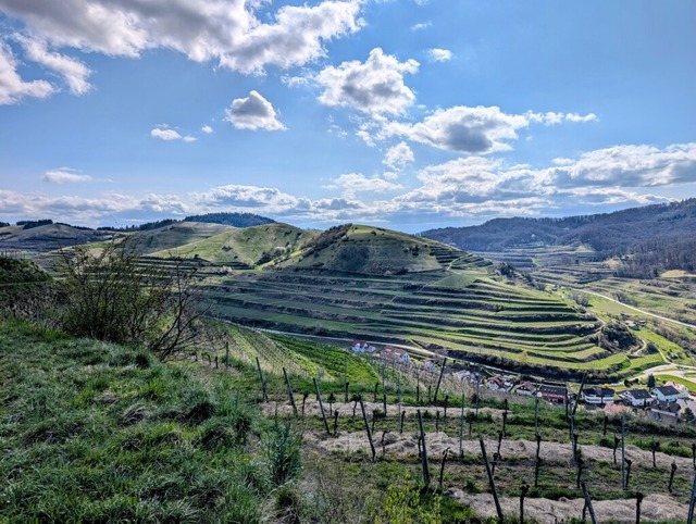 Blick auf Vogtsburg  | Foto: Silke Kohlmann 
