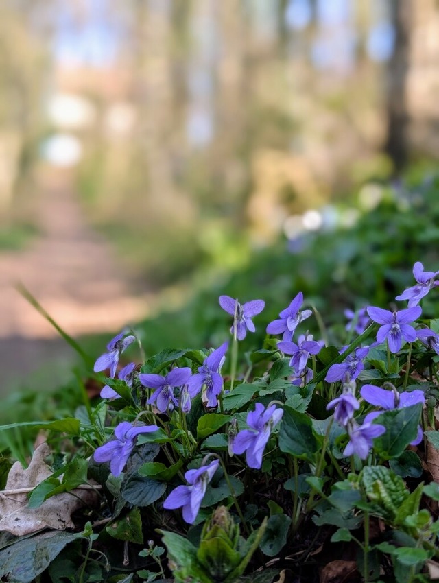 Veilchen auf dem Weg zur Katharinenkapelle  | Foto: Silke Kohlmann 