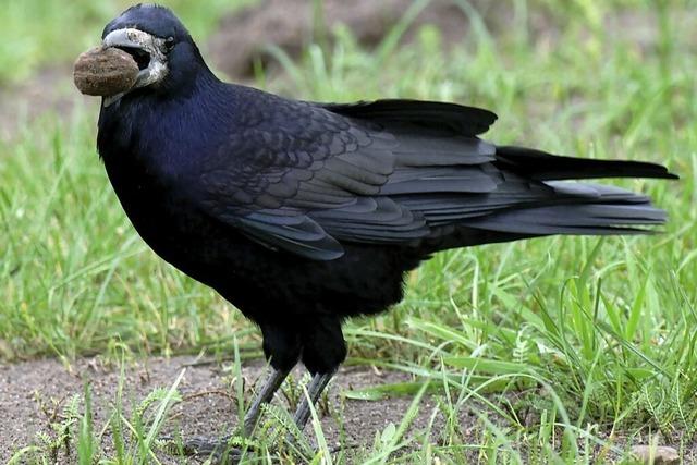 Saatkrhen sind jetzt vogelfrei