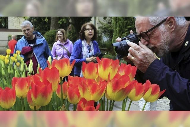 Tulpensonntag im Stadtpark
