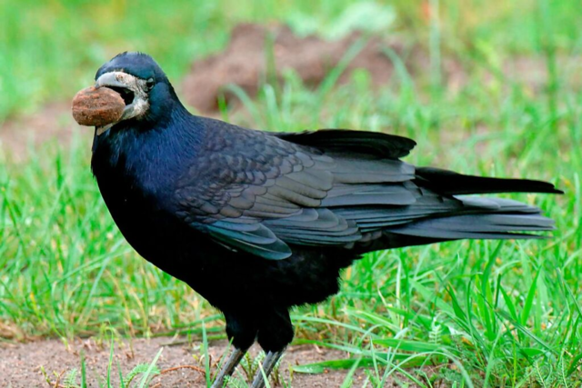 Saatkrhen sind jetzt auch im Kreis Emmendingen vogelfrei