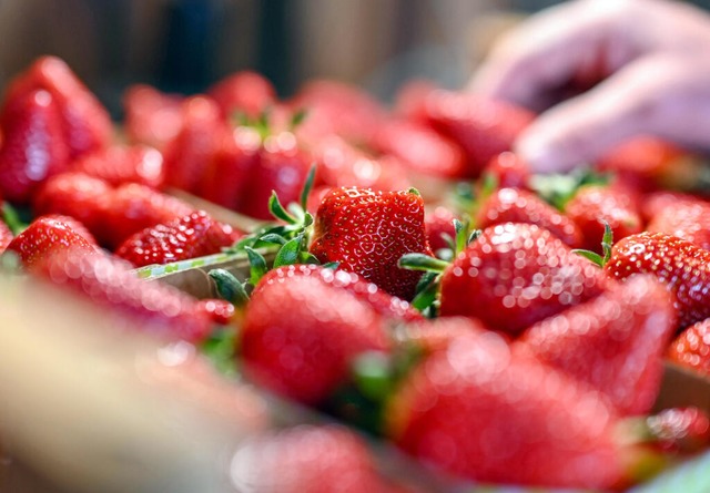 Mmmhh, lecker!  | Foto: Uli Deck (dpa)