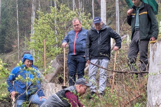 In Todtnau pflanzen Brger mehr als 1000 zum 1000-jhrigen Bestehen der Stadt