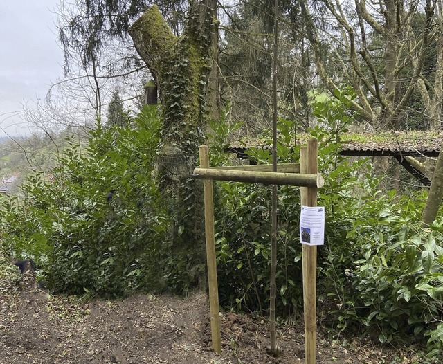 Der neue Friedensbaum und die Reste de...en Baumes als Mahnmal fr den Frieden.  | Foto: Gaby Fhrenbacher/Privat