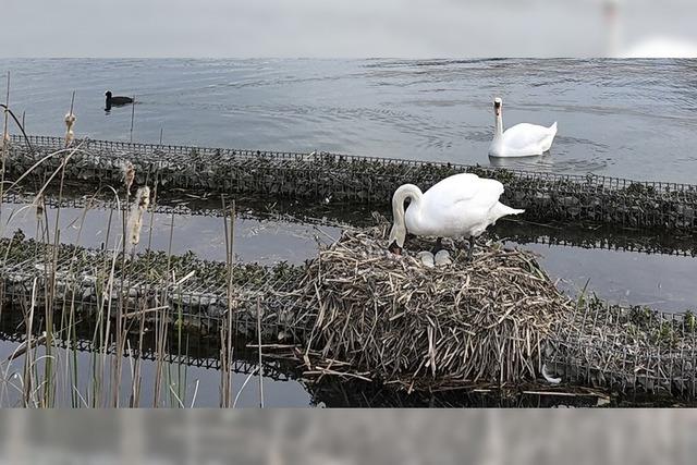 Nachwuchs am Stegmattensee