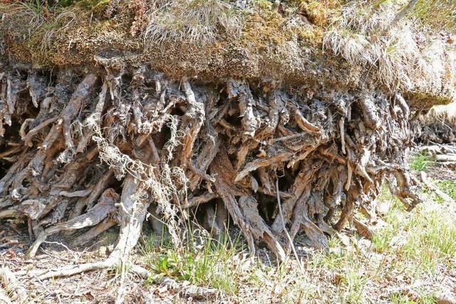 Sorge um Flora und Fauna des Grafenhausener Schlchtsees