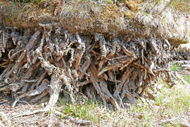 Niedriger Wasserstand des Grafenhausener Schlchtsees bedroht das Naturschutzgebiet