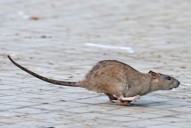 Anwohner beschweren sich ber Rattenplage in Mahlberg
