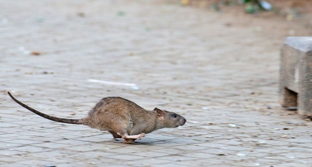 Ratten können schnell zu einer Plage werden. | Foto: Bernd von Jutrczenka (dpa) Ratten können schnell zu einer Plage werden. | Foto: Bernd von Jutrczenka (dpa)