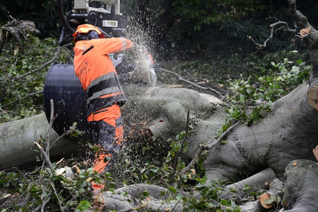 In Lrrach mssen aus Sicherheitsgrnden zwei Bume gefllt werden.  | Foto: Ingo Schneider