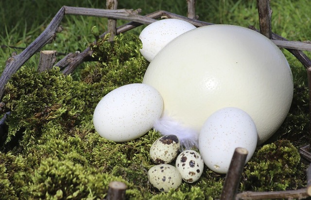 Allerlei Eier von Ente, Wachtel und Strau &#8211; welches ist wohl von wem?  | Foto: calla (stock.adobe.com)