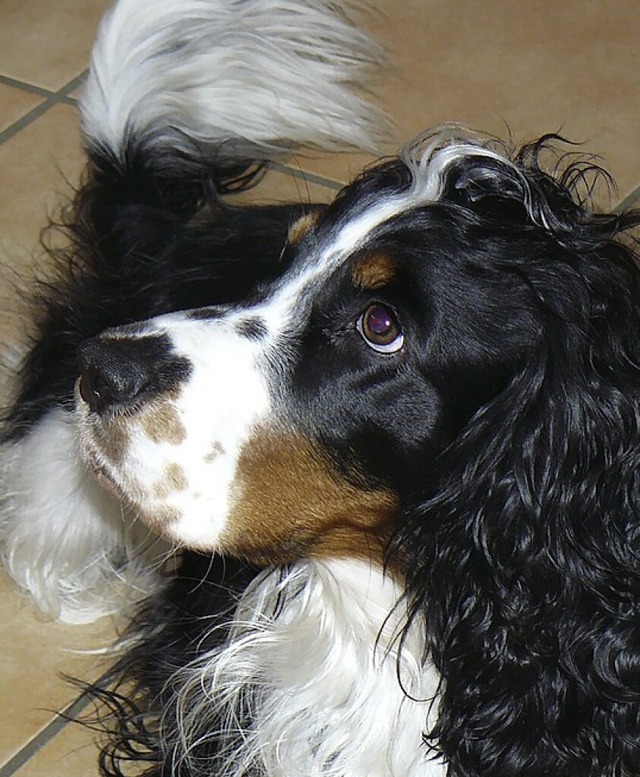 Mischlingsrde Oskar und ...  | Foto: Tierschutzverein Wehr-flingen