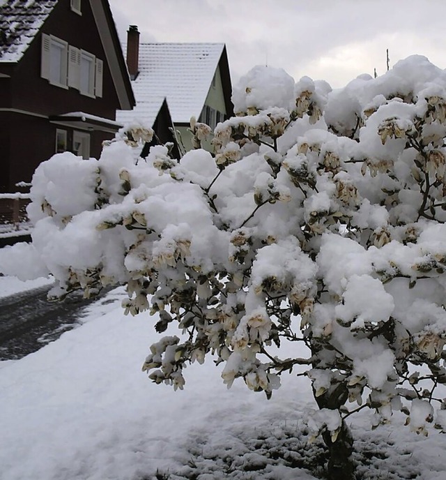 Schnee an Ostern am 25. Mrz 2008 (lin...nbaum in voller Blte an Ostern 2011.   | Foto: Helmut Kohler