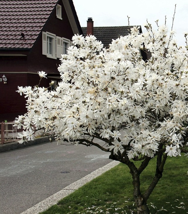 Ostern 2011: Der selbe Magnolienbaum, ...ngs statt mit Schnee, in voller Blte.  | Foto: Helmut Kohler
