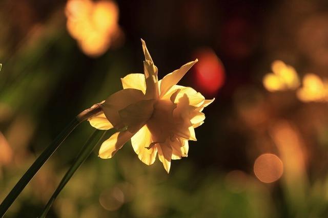 Foto des Tages