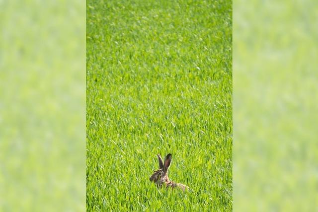 Ein Weiler dichtet fr die Osterfeiertage auf Alemanisch