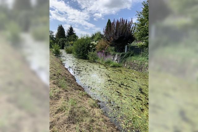 Naturnahe Flusslandschaft: Schutter und Unditz sollen in Neuried und Friesenheim aufgewertet werden