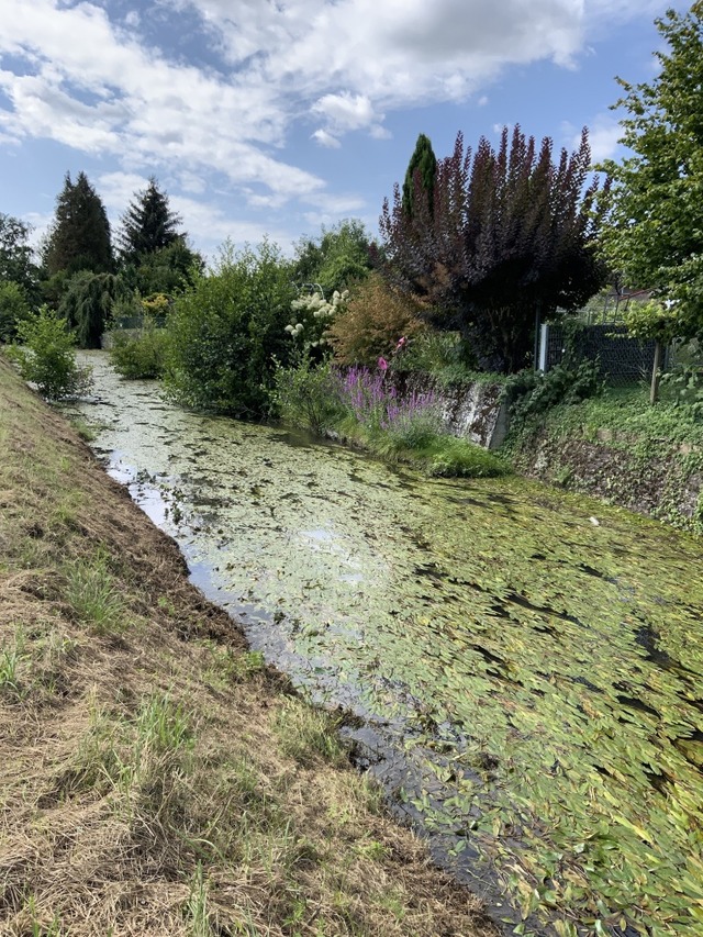 Begradigt und strukturarm: Im Rahmen d...Bild zeigt die Schutter bei Schuttern.  | Foto: Regierungsprsidium Freiburg