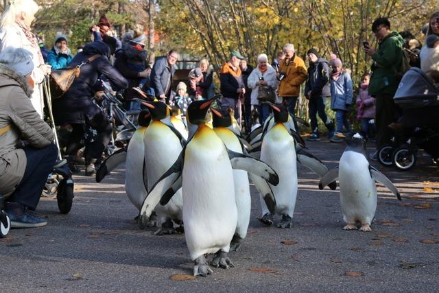 Der Basler Zoo verzeichnete in seinem Jubilumsjahr 2024 einen neuen Besucherrekord