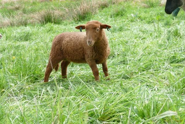 Landschaftspflege, Biofleisch und nachhaltige Felle: So wertvoll sind Schafe fr den Schwarzwald