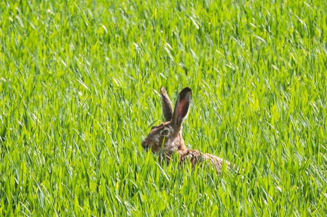 Auch der Osterhase versteckt sich.  | Foto: Frank Rumpenhorst (dpa)
