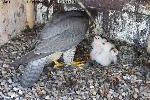 Vogelnest-Webcams zeigen Natur nah und vollstndig - "... und dann kam eine Marderpfote ins Bild"