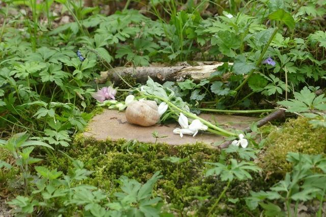 Warum Grabschmuck im Ichenheimer Bestattungswald von den Frstern abgerumt wird