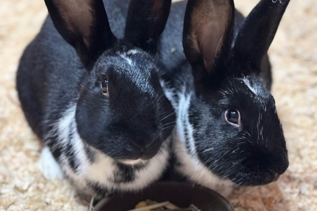 Adelina und Adolpha wollen gemeinsam umziehen.  | Foto: Tina Gwildies 