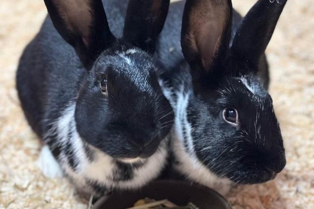 Diese Osterhasen leben im Tierheim Scherzingen - und suchen ein Zuhause