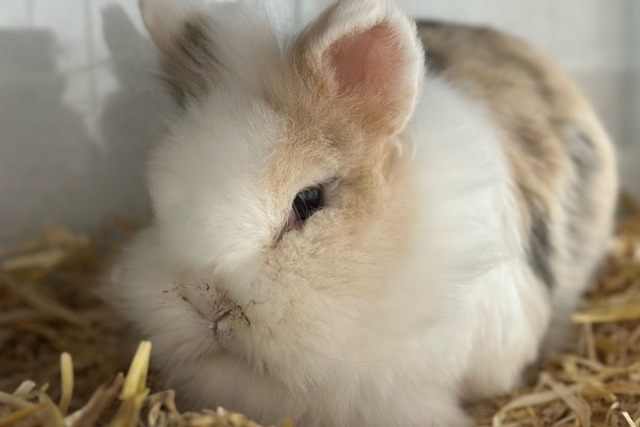 Roxi ist fnf Jahre alt und in Trauer.  | Foto: Tina Gwilies