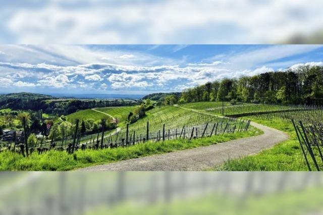 Frhling im Markgrflerland