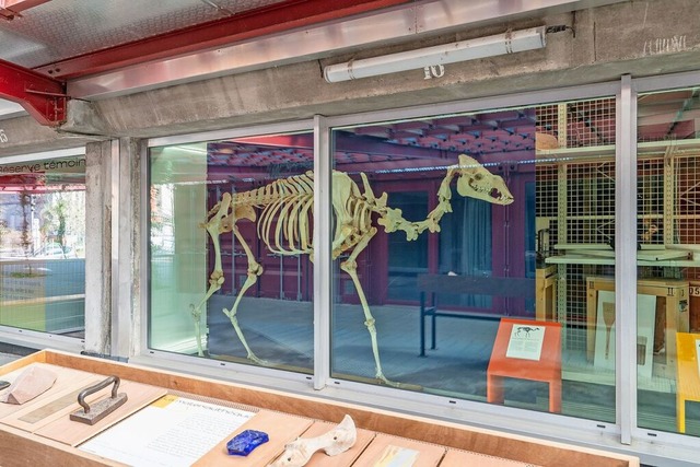 Skelett im Zoologischen Museum Straßbu... aber das sanierte Museum öffnet bald. | Foto: Teli Skelett im Zoologischen Museum Straßbu... aber das sanierte Museum öffnet bald. | Foto: Teli