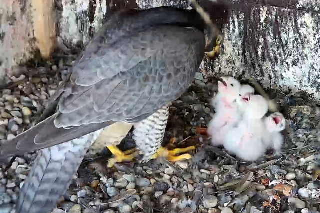 Vogelnest-Webcams zeigen die Natur ganz nah - und manchmal auch Marderpfoten