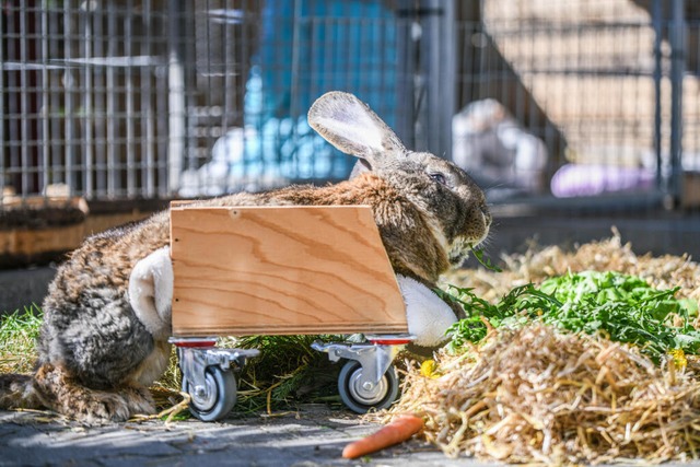 Der Hase "Hot Wheels" ist in...s leidet an einer Infektionskrankheit. | Foto: Jason Tschepljakow (dpa) Der Hase "Hot Wheels" ist in...s leidet an einer Infektionskrankheit. | Foto: Jason Tschepljakow (dpa)