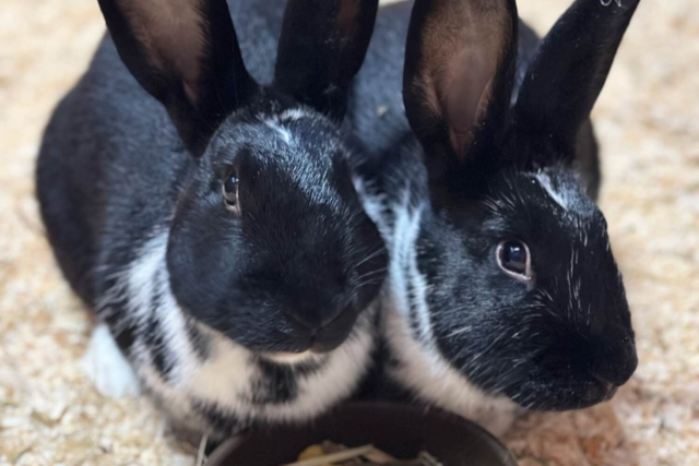 Diese Osterhasen leben im Tierheim Scherzingen - und suchen ein Zuhause