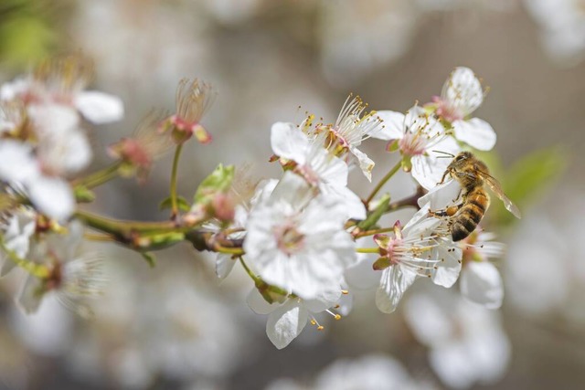 Das Hauptproblem fr die Wildbiene ist...die Intensivierung der Landwirtschaft.  | Foto: IMAGO/imageBROKER/Thomas Hinsche, imago