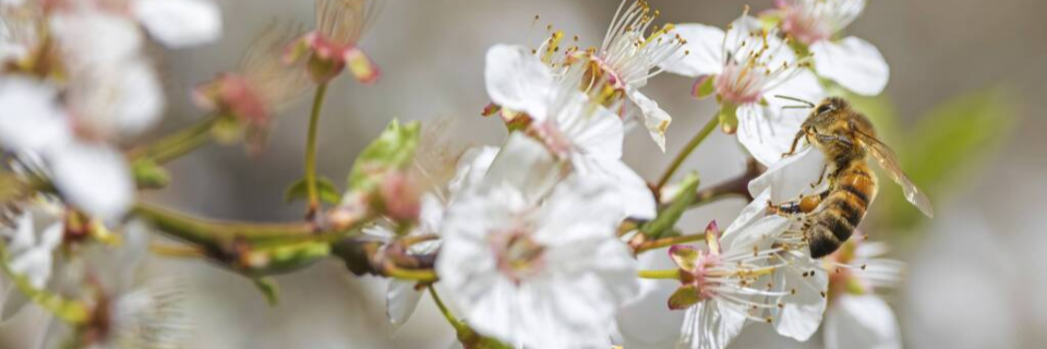 Bienensterben: Wie schlecht geht es den Insekten wirklich?
