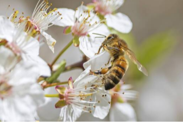 Bienensterben: Wie schlecht geht es den Insekten wirklich?
