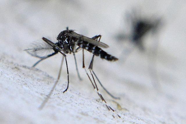Tigermcken-Population soll eingedmmt werden – Bti-Tabletten ab sofort in Freiburg erhltlich