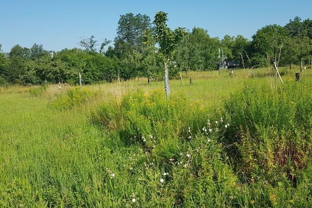 Grenzüberschreitender Naturschutz soll von der Stadt  Weil am Rhein gefördert werden