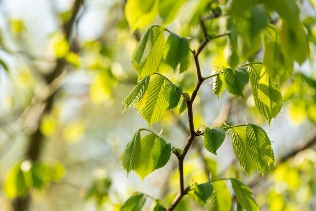 Wald bring Geld in Wutachs Kasse