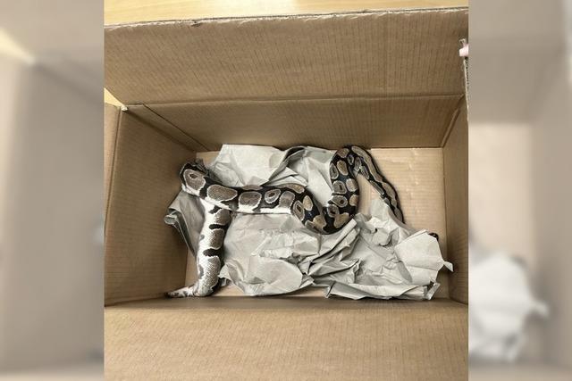 Halter von ausgesetzter Wrgeschlange im Schweizer Rheinfelden ermittelt