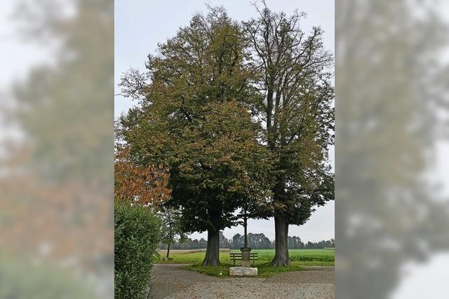 Stadtverwaltung sichert Linden durch Rckschnitt