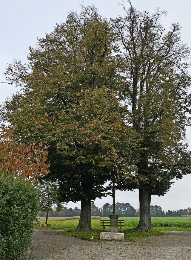 Die beiden Sommerlinden am Ortseingang...inden stark zurckgeschnitten werden.   | Foto: Stadt Bad Krozingen
