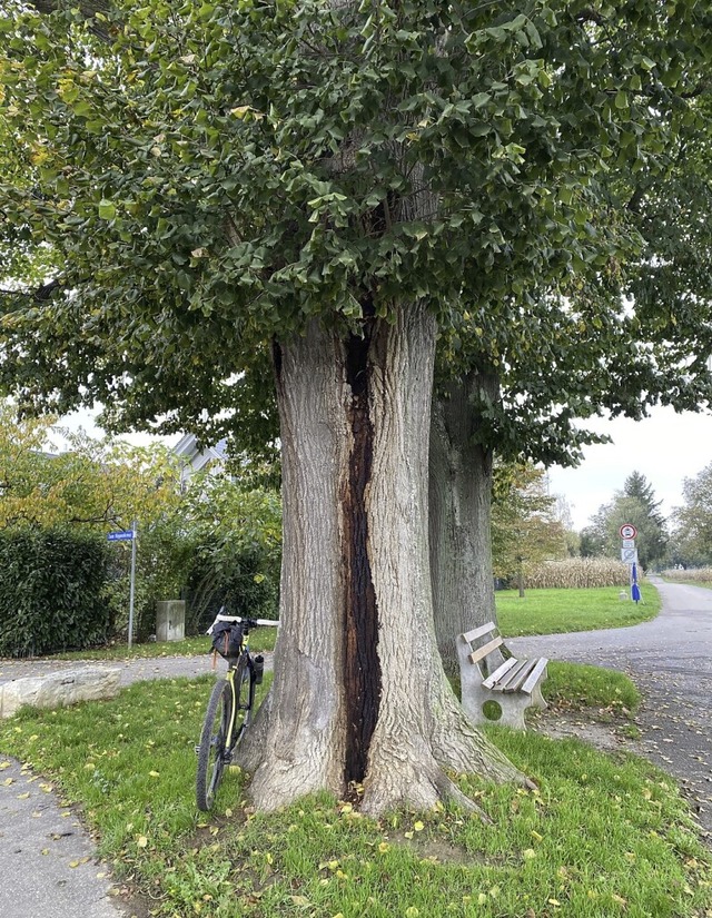   | Foto: Stadt Bad Krozingen