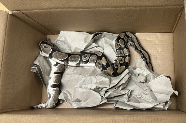 Der Python starb kurz nach dem Fund an Unterkhlung.  | Foto: Kantonspolizei