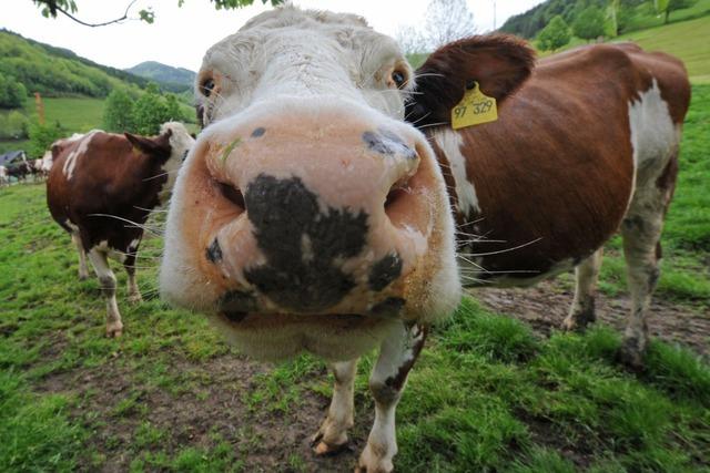Bioland-Landeschef fordert längere Übergangsfristen für Weidepflicht bei Ökobetrieben
