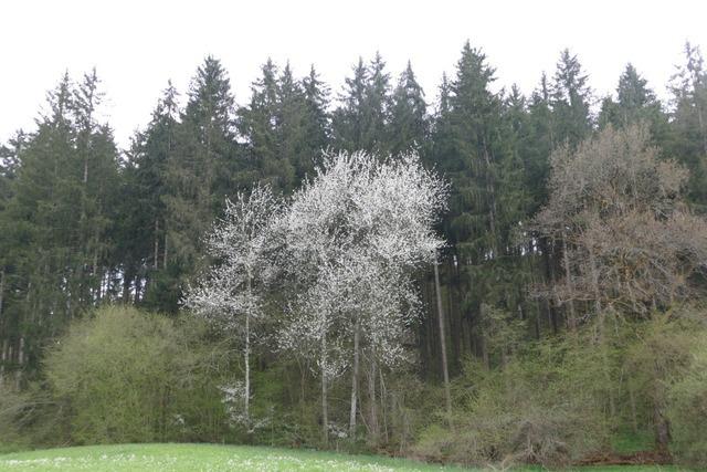 Wutach gibt Kontrolle ber den Wald ab