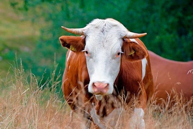 Landwirte im Sdschwarzwald leiden an der Brokratie