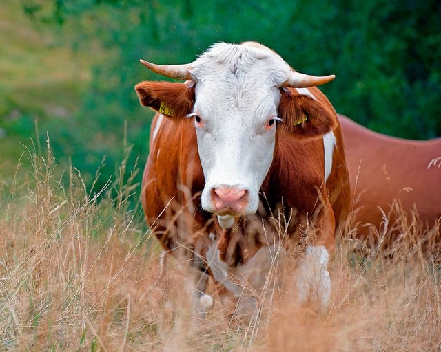 Das Fleisch von Bio-Weiderindern ist a...hangebot ist derzeit allerdings knapp.  | Foto: Wolfgang Scheu